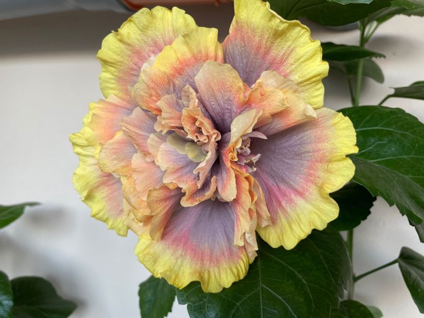  - 0006 - Hibiscusi 2025 - 2