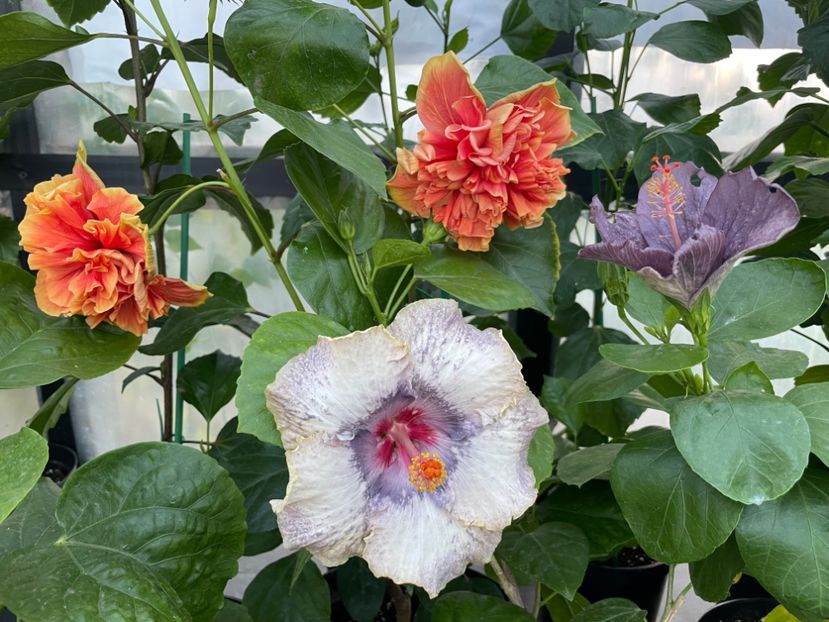  - 0006 - Hibiscusi 2025 - 2