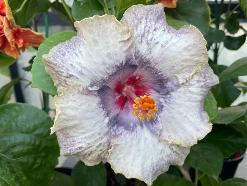  - 0006 - Hibiscusi 2025 - 2