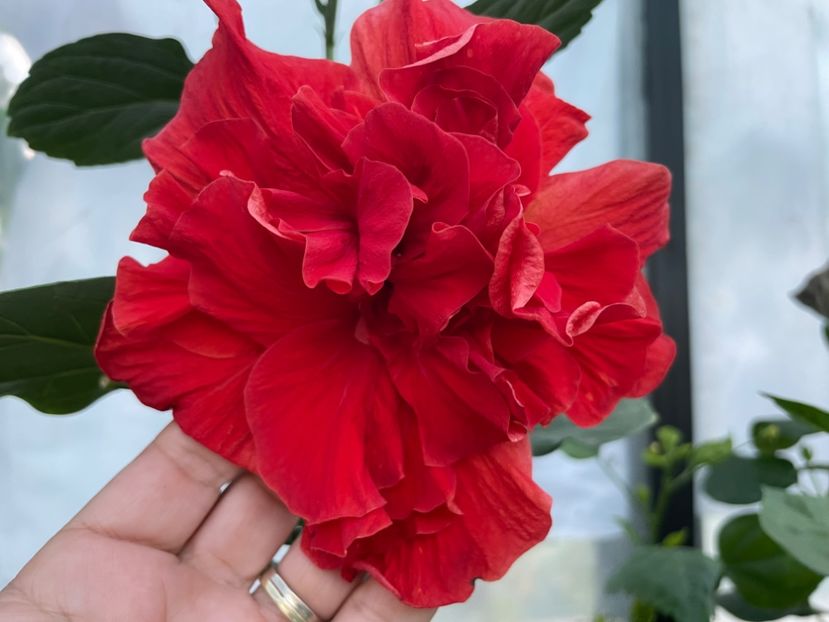  - 0006 - Hibiscusi 2025 - 2