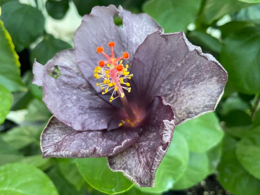  - 0006 - Hibiscusi 2025 - 2