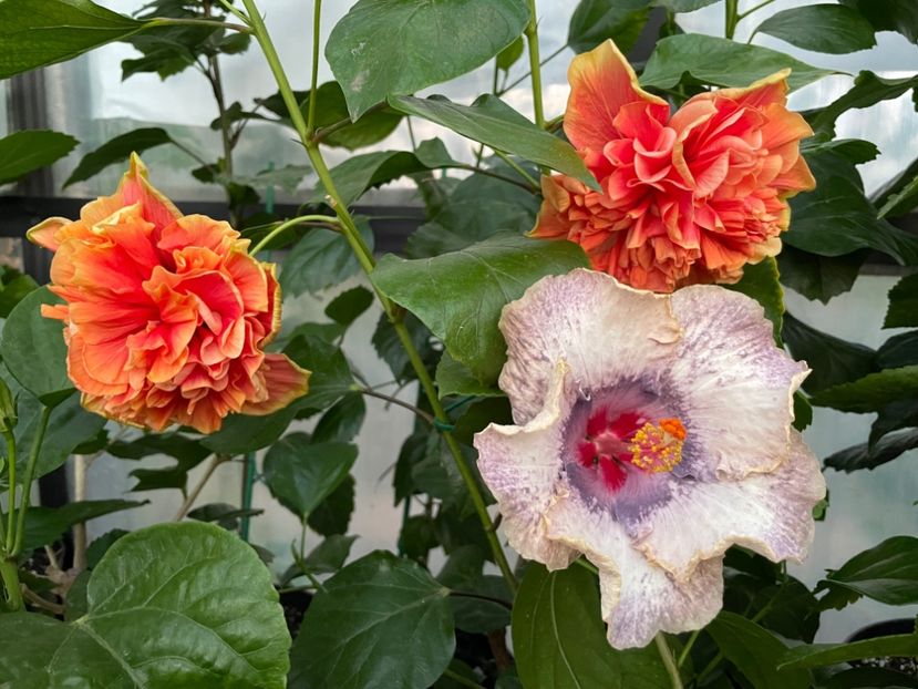  - 0006 - Hibiscusi 2025 - 2