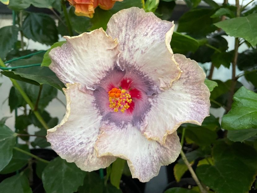  - 0006 - Hibiscusi 2025 - 2