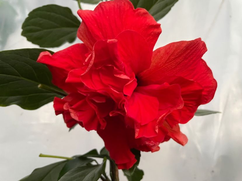  - 0006 - Hibiscusi 2025 - 2