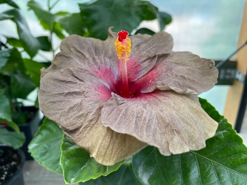  - 0006 - Hibiscusi 2025 - 2