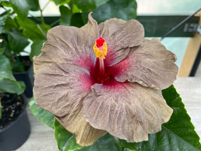  - 0006 - Hibiscusi 2025 - 2