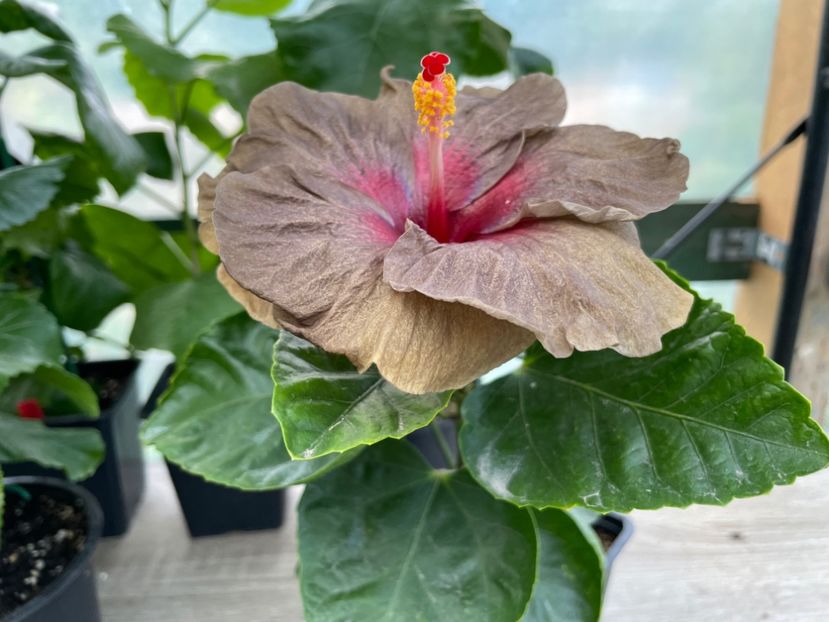  - 0006 - Hibiscusi 2025 - 2