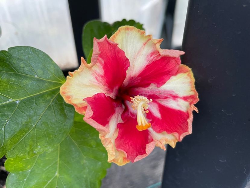  - 0006 - Hibiscusi 2025 - 2