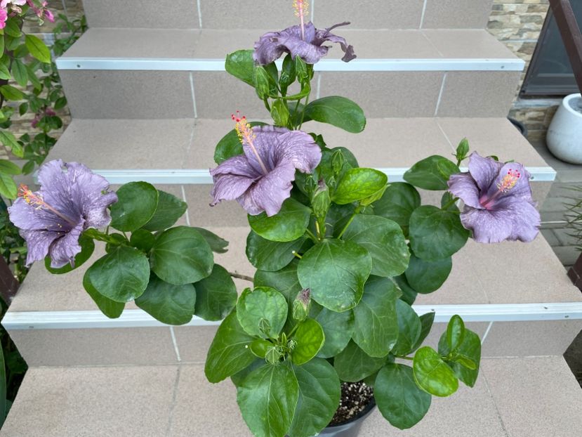  - 0006 - Hibiscusi 2025 - 2