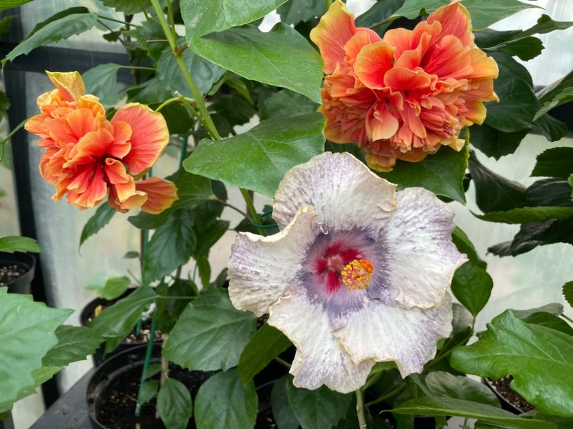  - 0006 - Hibiscusi 2025 - 2