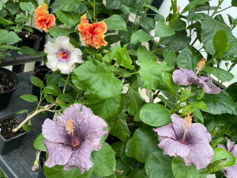  - 0006 - Hibiscusi 2025 - 2