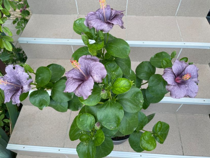  - 0006 - Hibiscusi 2025 - 2