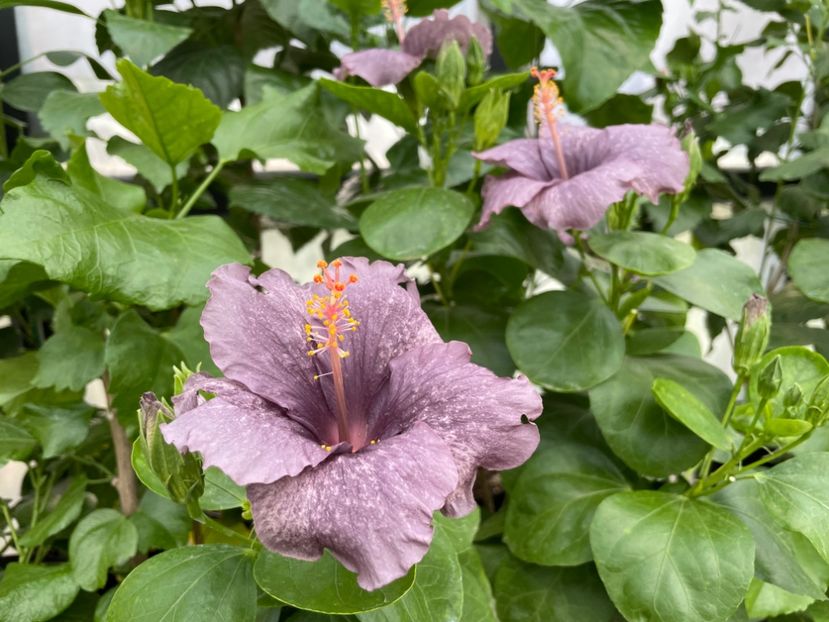  - 0006 - Hibiscusi 2025 - 2