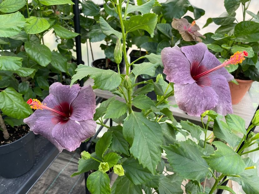  - 0006 - Hibiscusi 2025 - 2