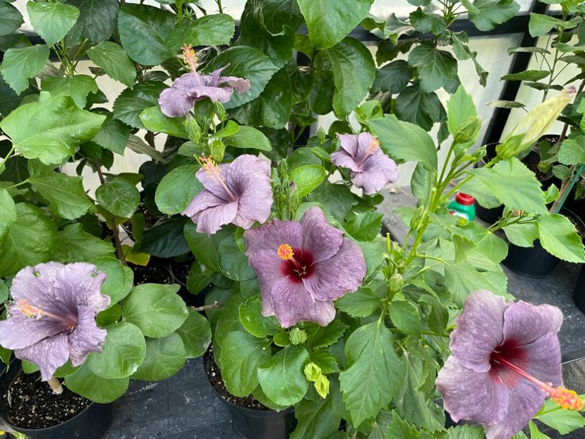  - 0006 - Hibiscusi 2025 - 2