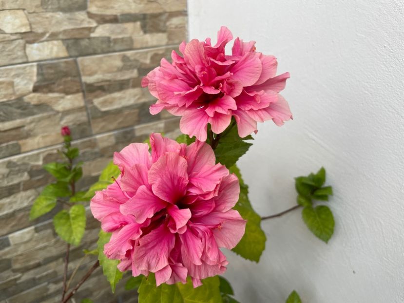  - 0006 - Hibiscusi 2025 - 2