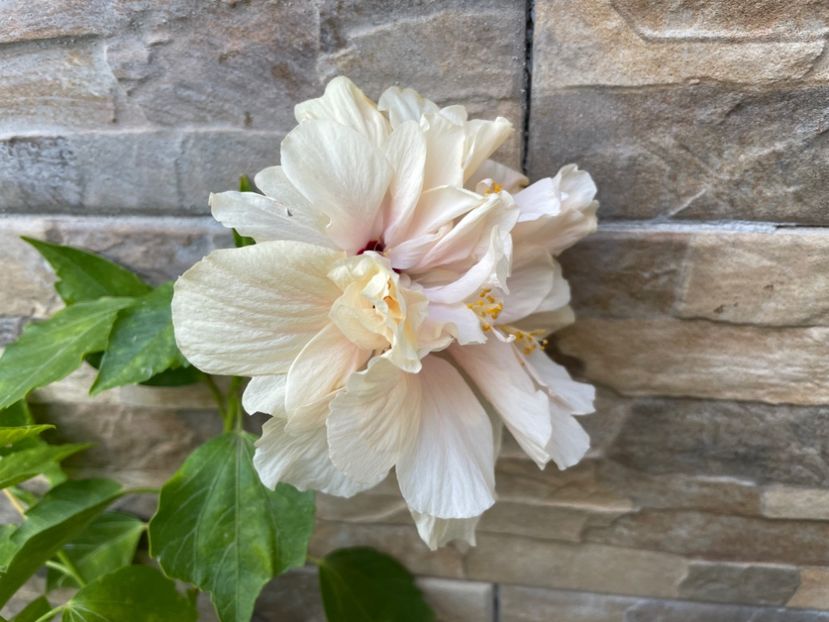  - 0006 - Hibiscusi 2025 - 2