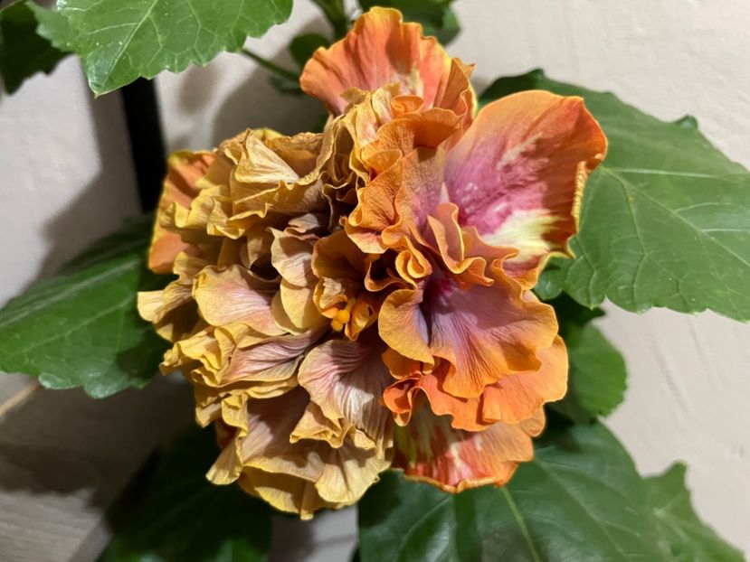  - 0006 - Hibiscusi 2025 - 2