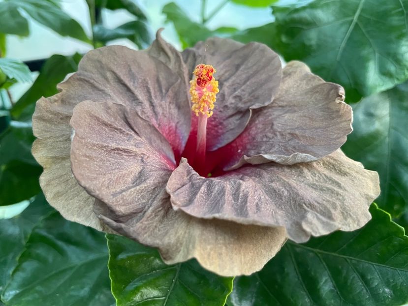  - 0006 - Hibiscusi 2025 - 2