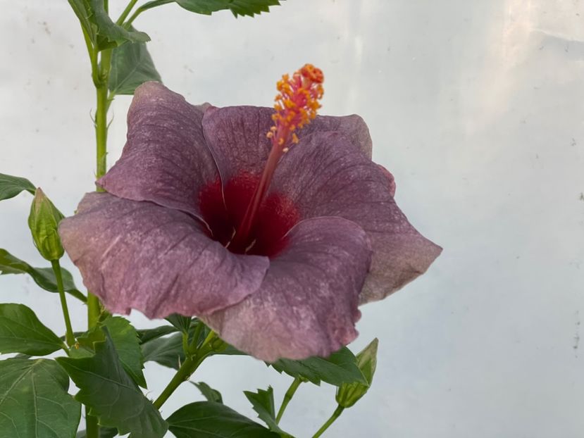  - 0006 - Hibiscusi 2025 - 2