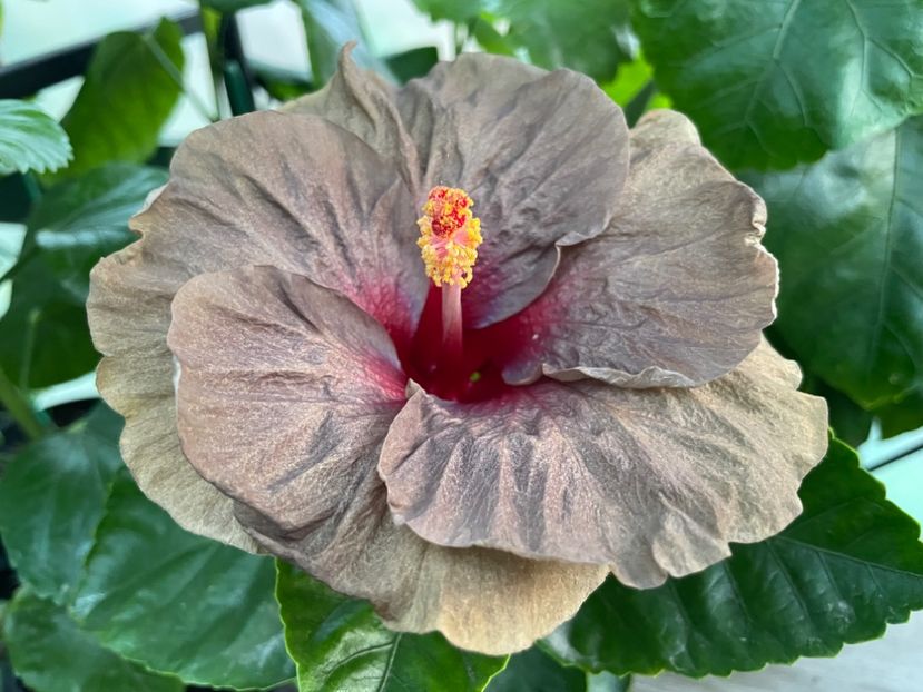  - 0006 - Hibiscusi 2025 - 2