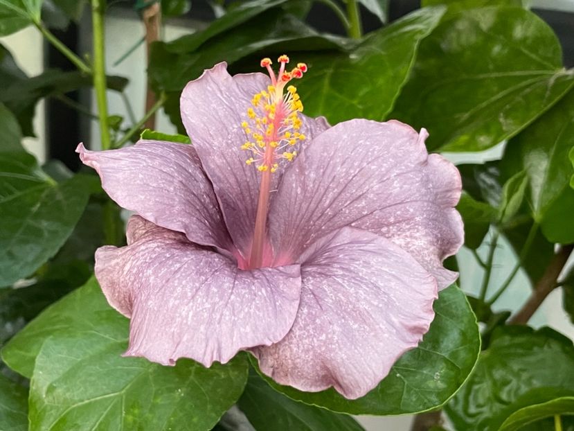  - 0006 - Hibiscusi 2025 - 2