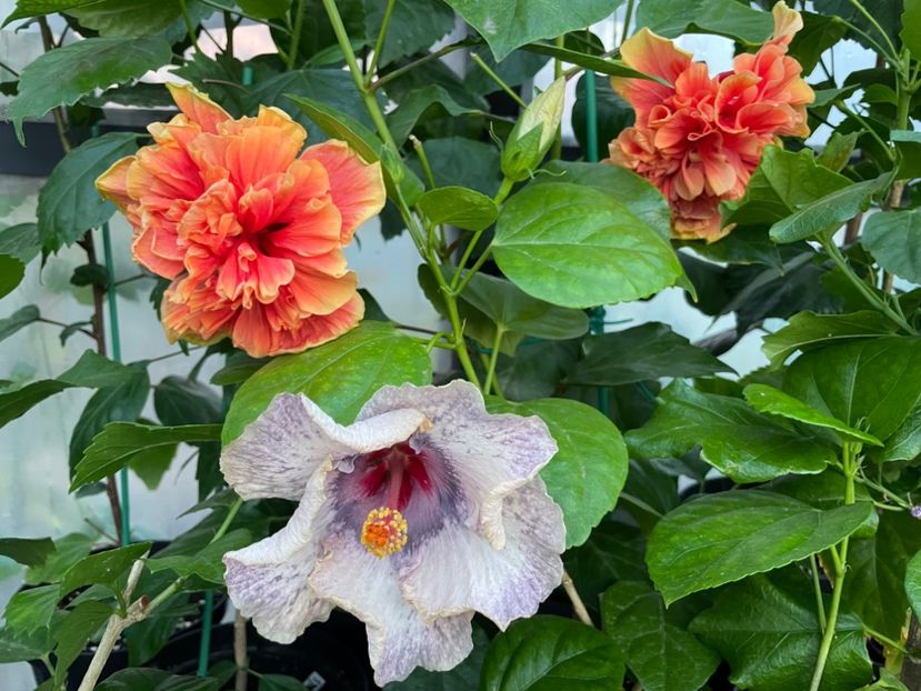  - 0006 - Hibiscusi 2025 - 2