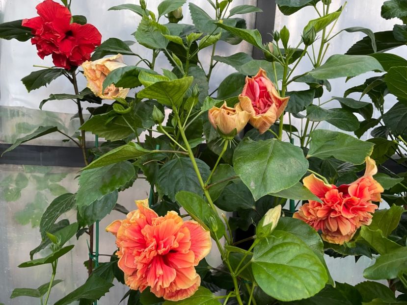  - 0006 - Hibiscusi 2025 - 2