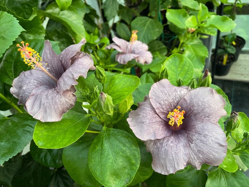  - 0006 - Hibiscusi 2025 - 2