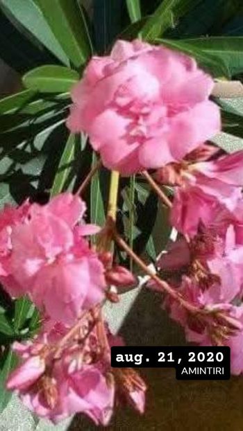  - POZE frumoase Ioniyyyss 2025!