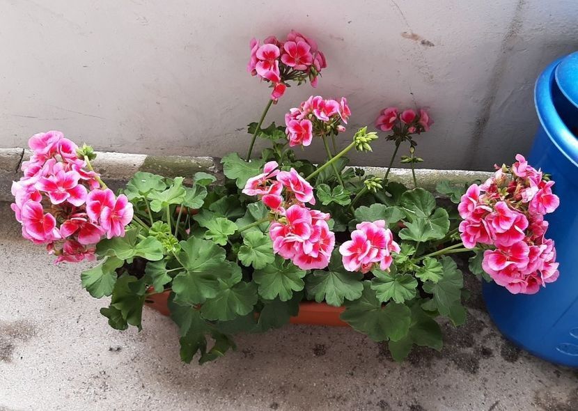  - POZE frumoase Ioniyyyss 2025!