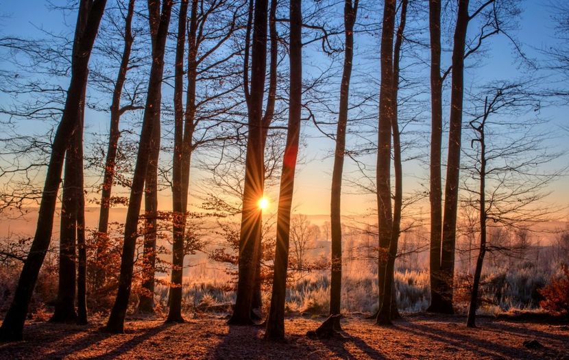 landscape-tree-nature-forest-wilderness-branch-winter-light-plant-wood-sun-sunset-sunlight-morning-e - POZE frumoase Ioniyyyss 2025!