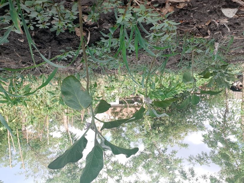  - POZE frumoase Ioniyyyss 2025!