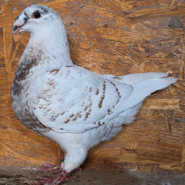 0-1/2025 - 300lei - 2 --- De Vanzare