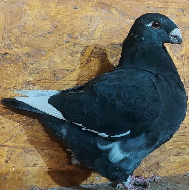 116614514 (1) - 3---AGH DAȚI 2019 - 2025