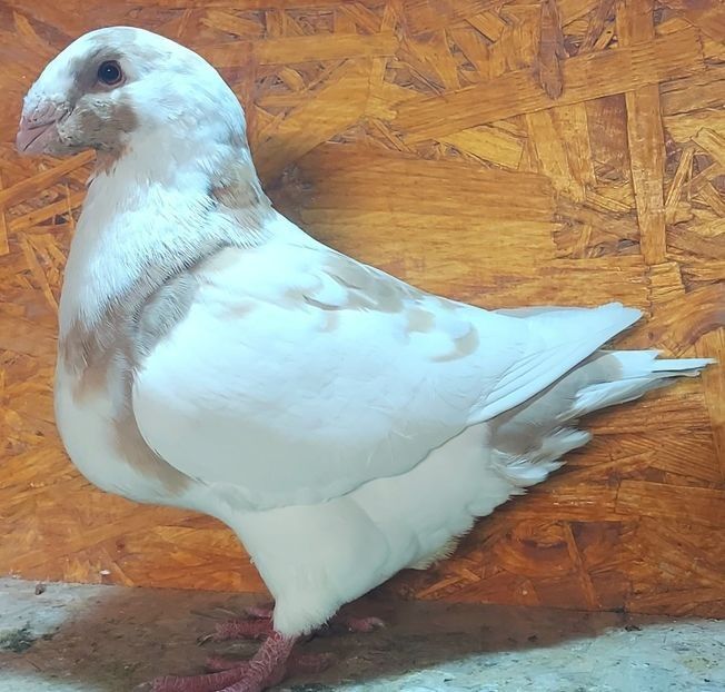 116321749 (2) - 3---AGH DAȚI 2019 - 2025