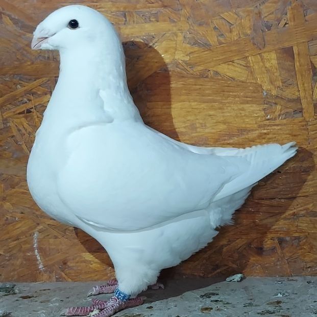 0-1/2024 - 200lei - 2 --- De Vanzare