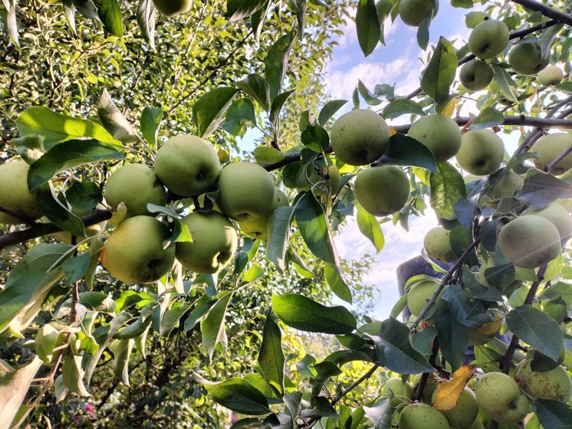 IMG20250826090011 - vara 2025