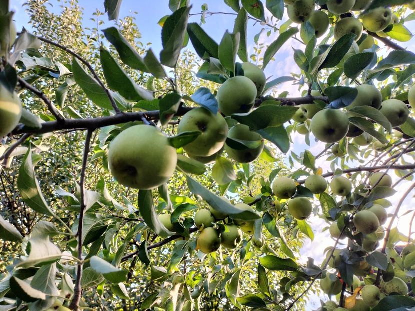 IMG20250826090006 - vara 2025