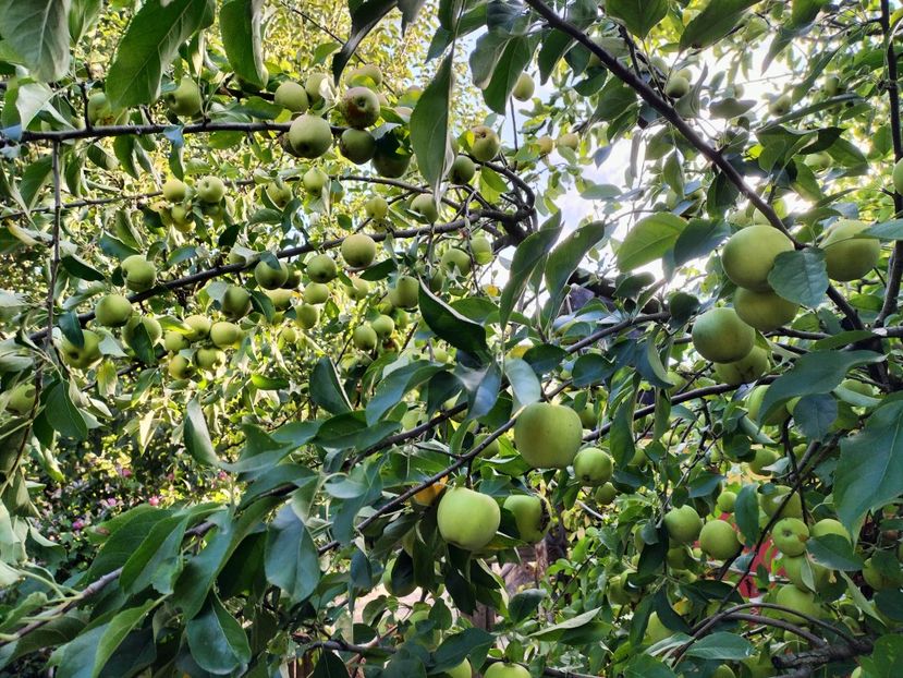 IMG20250826085959 - vara 2025