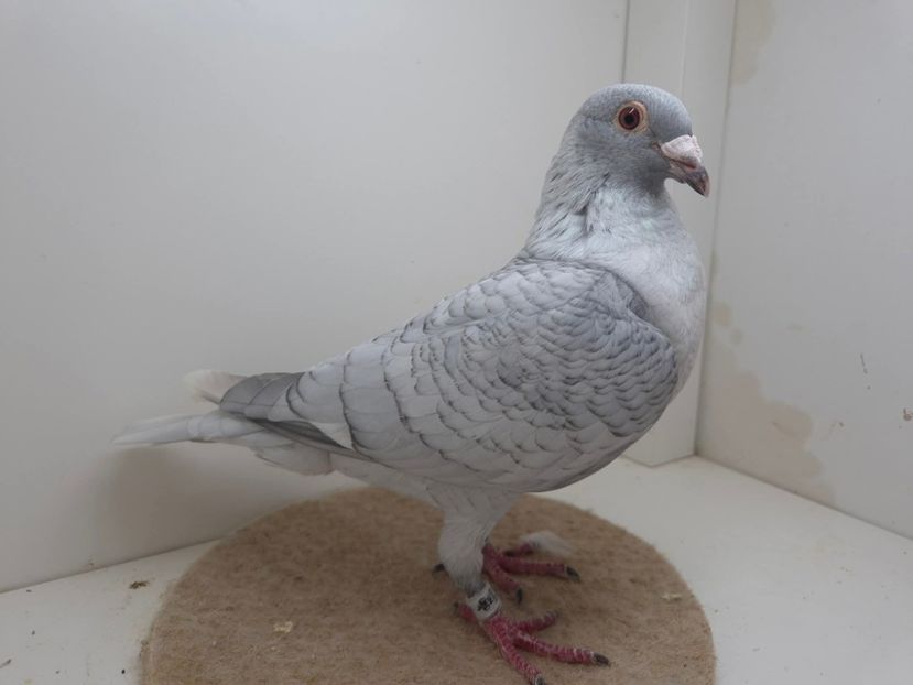  - Nu îmi aparțin 10