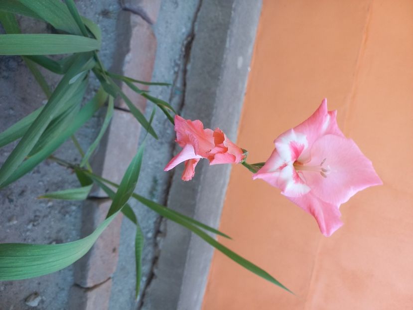  - Florile mele