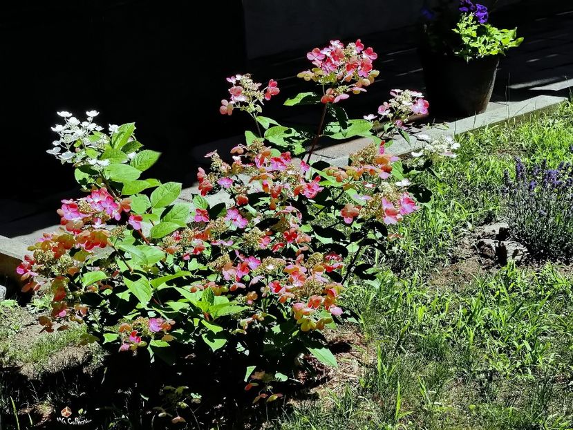 Hydragenia RF1 - E - FLOWERS - Flori