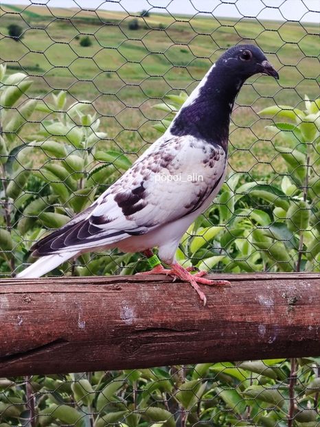  - Nu îmi aparțin 10