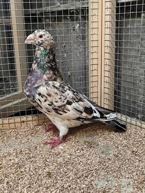  - Nu îmi aparțin 10