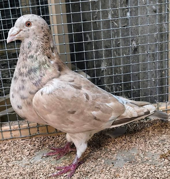  - Nu îmi aparțin 10