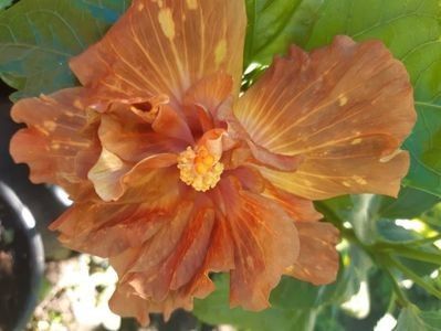 LUV DEVIL S CLAW - Luv Devil s Claw