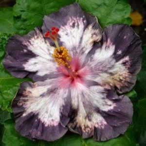 NMMA Dracula's Fiancee - NMMA Dracula s Fiancee