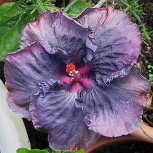 Moorea Moana Storm - NMMA Dracula s Fiancee