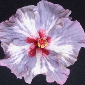 Moorea Miti - NMMA Dracula s Fiancee